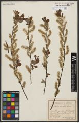 Foto von Salix aurita L.